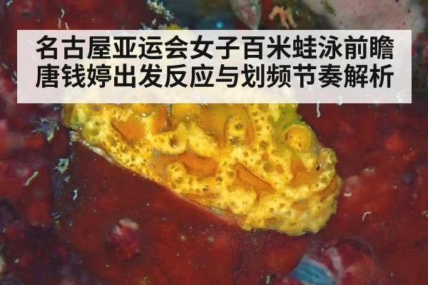 名古屋亚运会女子百米蛙泳前瞻 唐钱婷出发反应与划频节奏解析